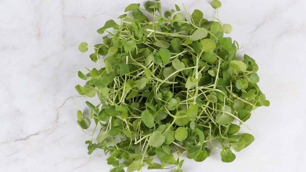 gesundestes Lebensmittel