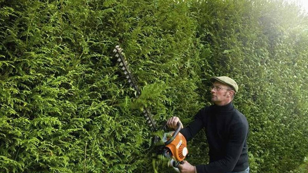 maximale Heckenhöhe